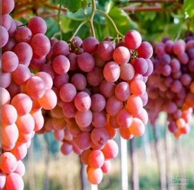 فروش انگور