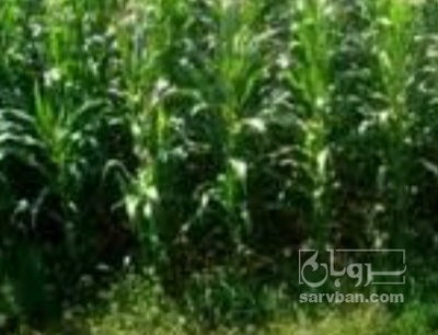 فروش چاپر ذرت - سیلاژ ذرت