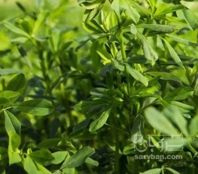 فروش یونجه