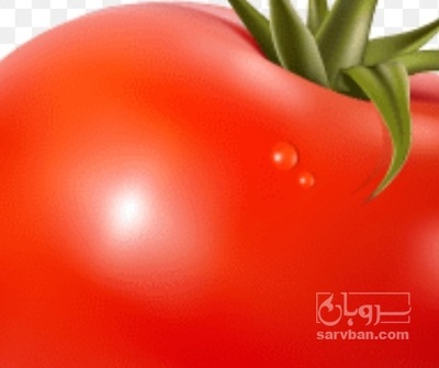 فروش گوجه فرنگی