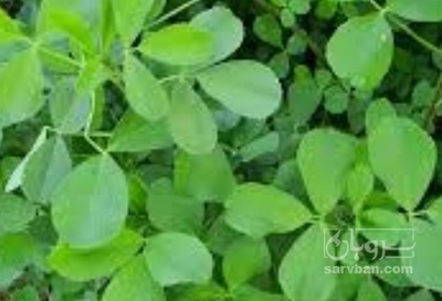 فروش یونجه