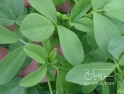 فروش یونجه