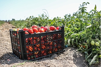 فروش گوجه فرنگی