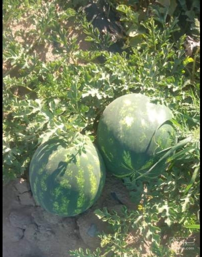 فروش هندوانه گردخطی