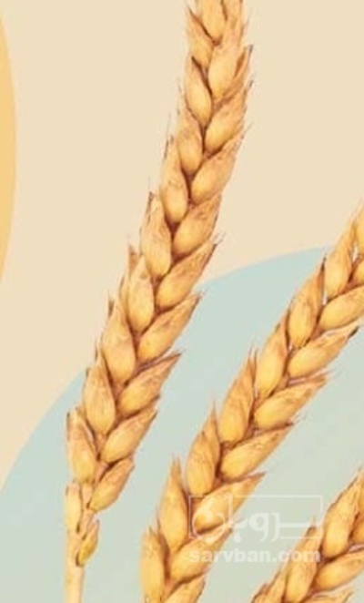 فروش گندم