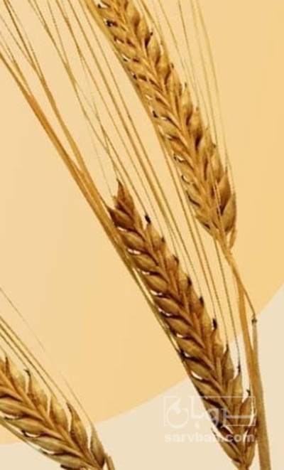 فروش جو
