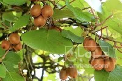 فروش کیوی