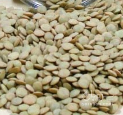 فروش عدس