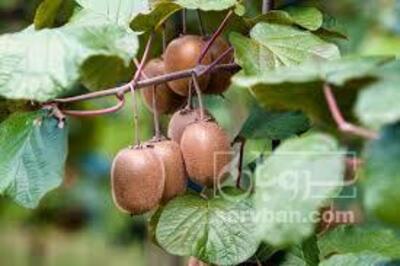 فروش کیوی
