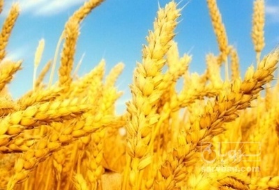فروش گندم
