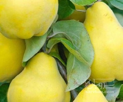 فروش گلابی
