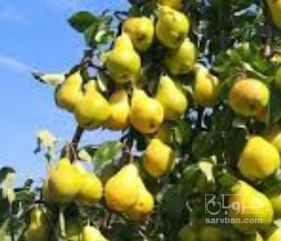 فروش گلابی