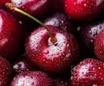 فروش گیلاس