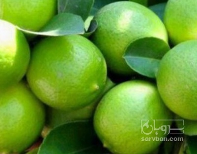 فروش لیمو ترش