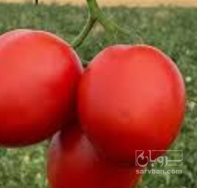 فروش گوجه فرنگی