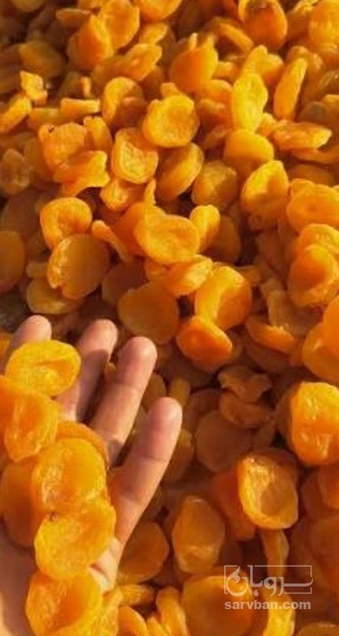 فروش برگه قیسی