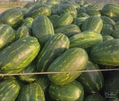 فروش هندوانه بیضی