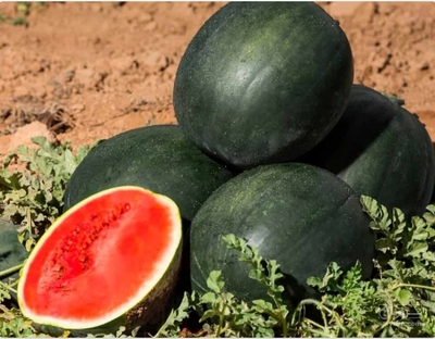 فروش هندوانه سیاه