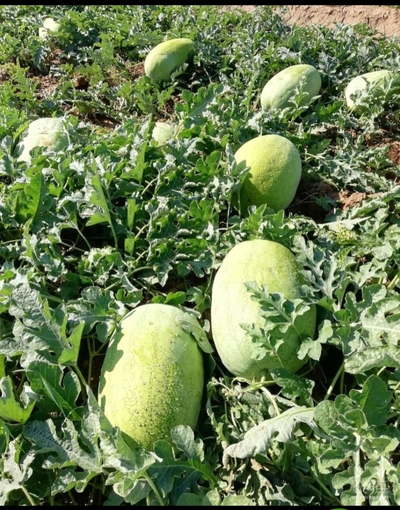 فروش هندوانه سفید