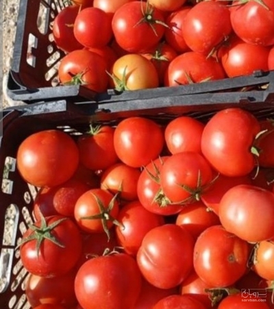 فروش گوجه فرنگی