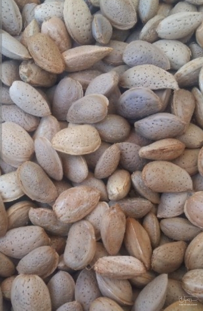 فروش بادام