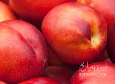 فروش شلیل