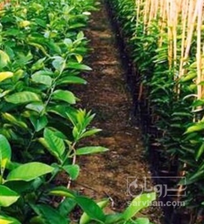 فروش نهال هلو