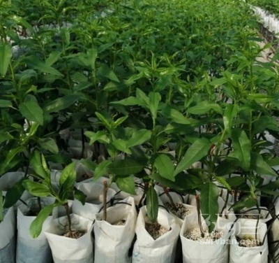 فروش نهال شلیل