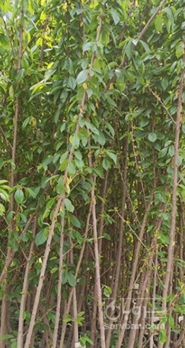 فروش نهال گیلاس