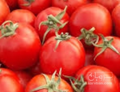 فروش گوجه فرنگی