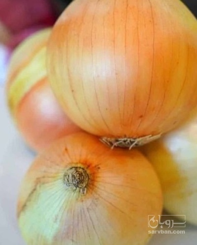 فروش پیاز زرد