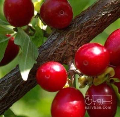 فروش زغال اخته