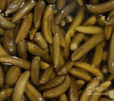 فروش خیار شور