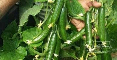 فروش خیار نول