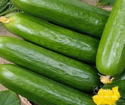 فروش خیار خیارشوری