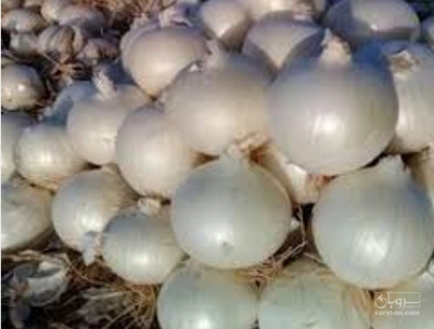 فروش پیازسفید