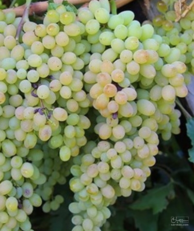 فروش انگور