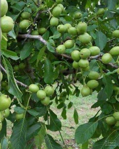 فروش گردو