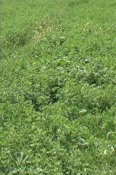 فروش یونجه