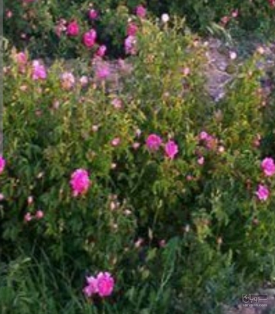 فروش گل محمدی (گیاه‌ دارویی)