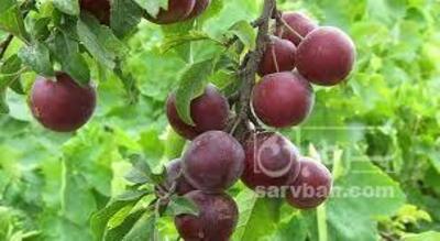 فروش آلو