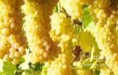 فروش انگور