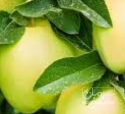 فروش سیب زرد