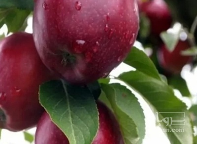 فروش سیب قرمز