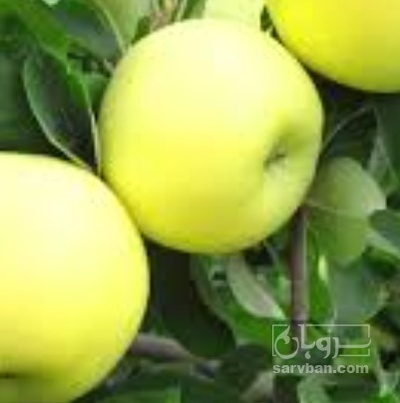 فروش سیب گلاب