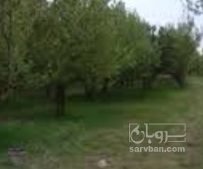 فروش آلو