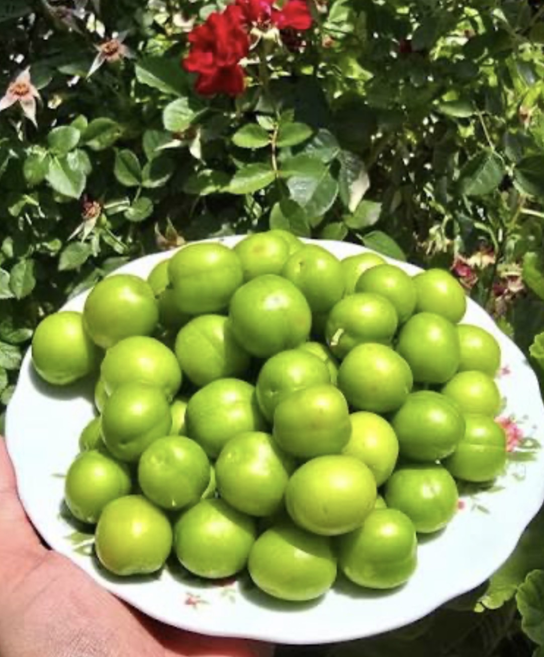 فروش آلوسبز