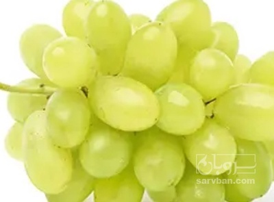فروش انگور