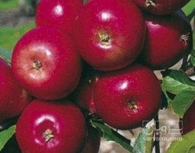 فروش سیب قرمز