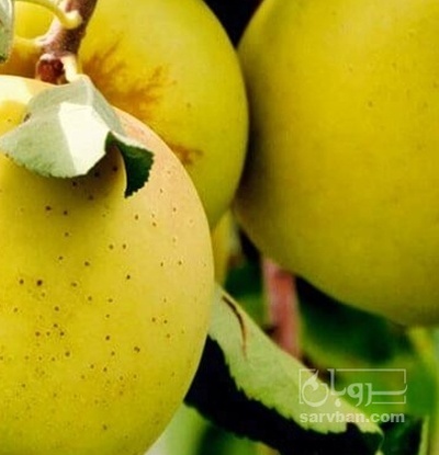 فروش سیب زرد